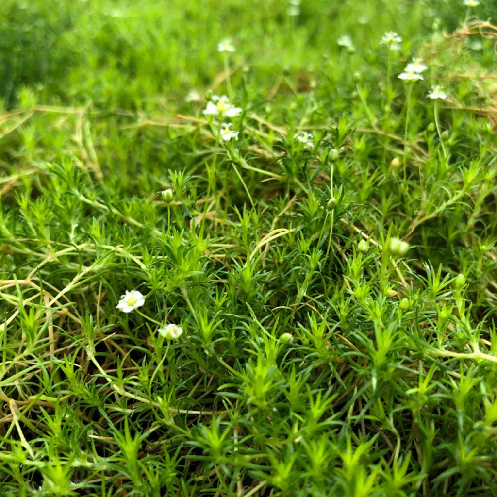 Polkuhaarikko Scottish Moss
