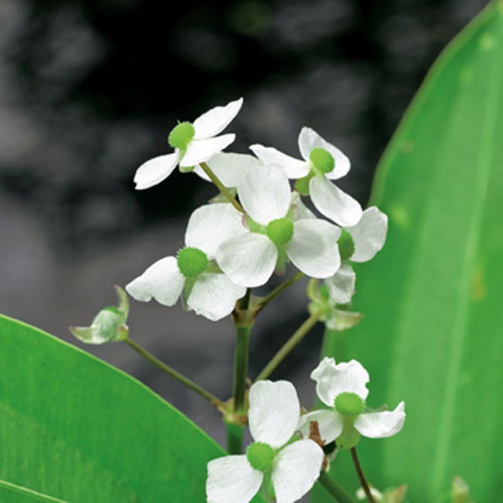 Keiholehti - Sagittaria graminea