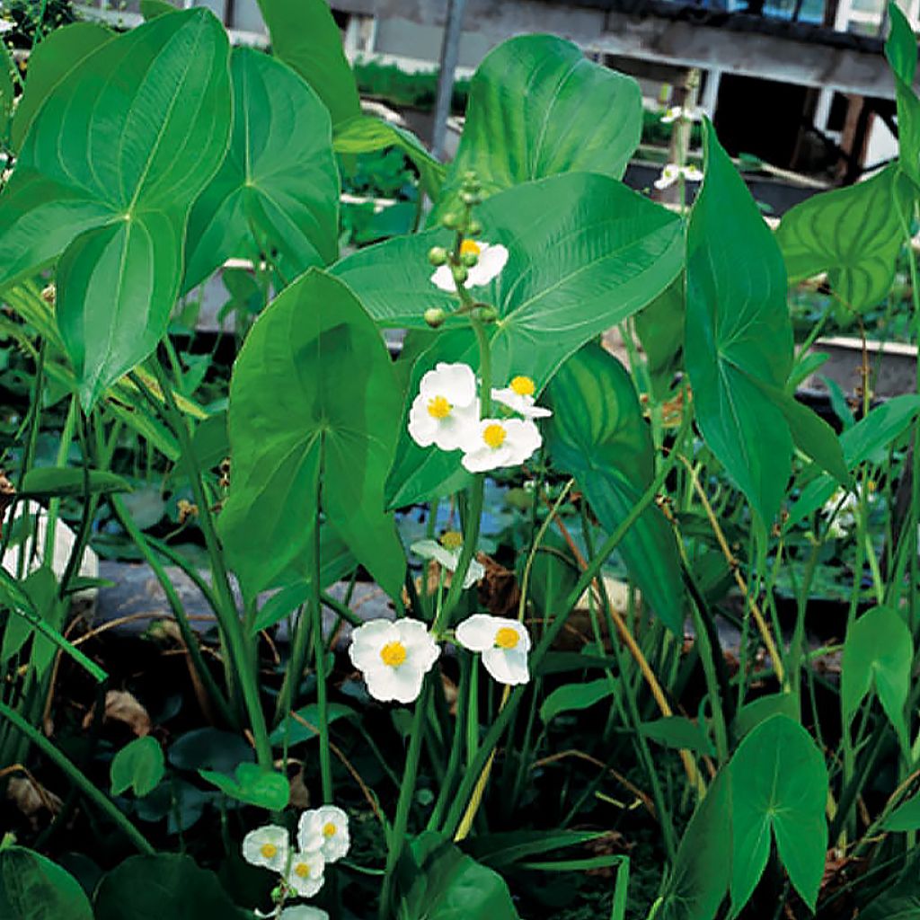 Amerikankeiholehti - Sagittaria latifolia