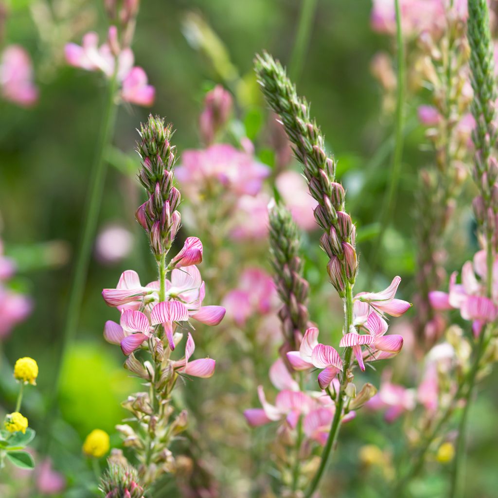 Rehuesparsetti - Onobrychis viciifolia