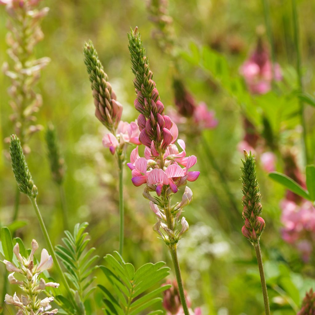 Rehuesparsetti - Onobrychis viciifolia