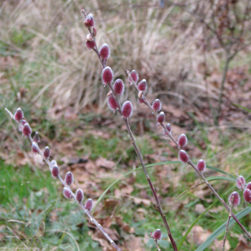 Puuteripaju Mount Aso