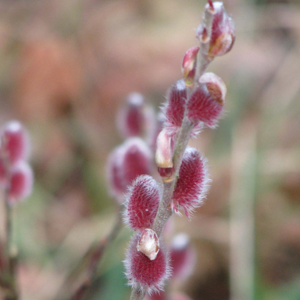 Puuteripaju Mount Aso