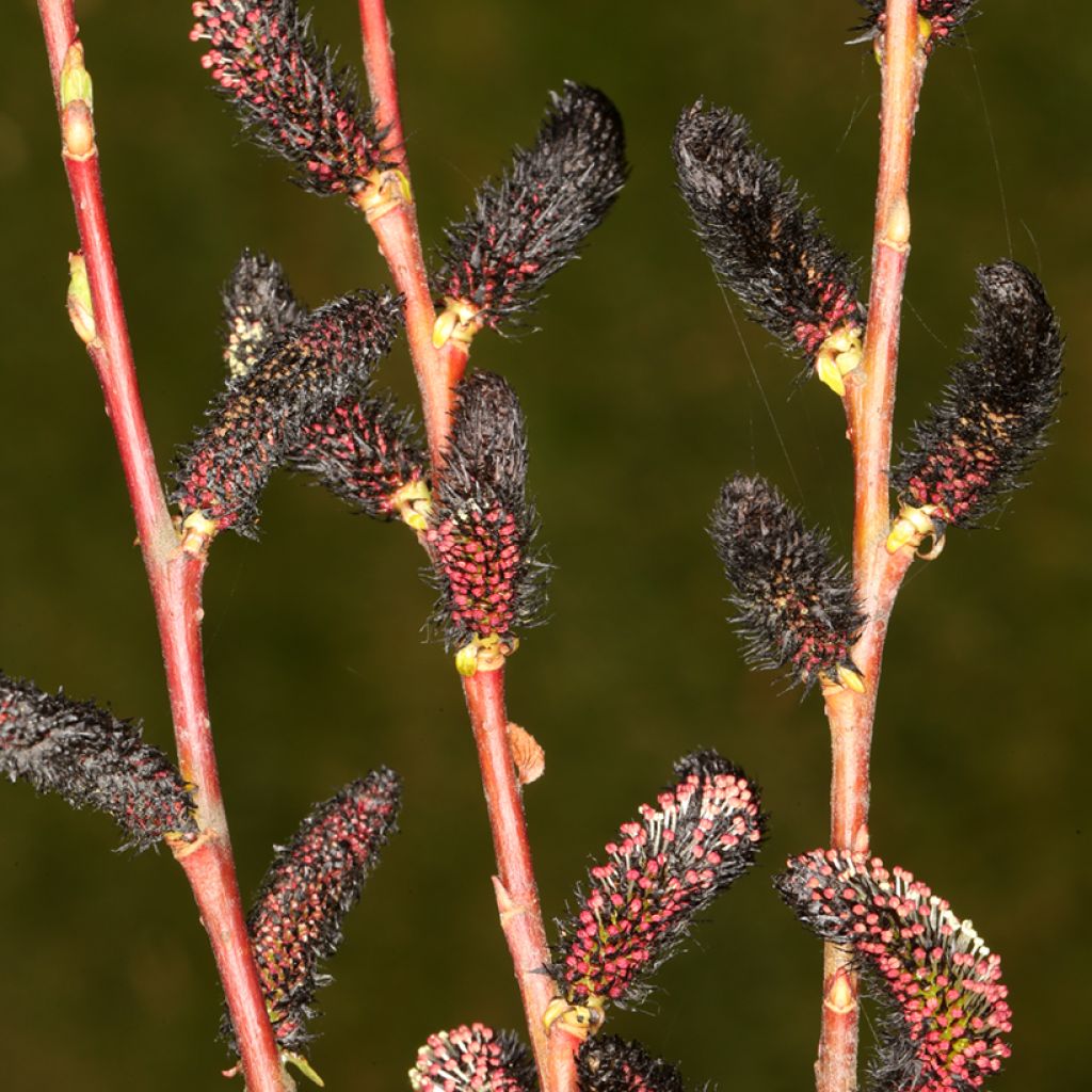 Puuteripaju Melanostachys