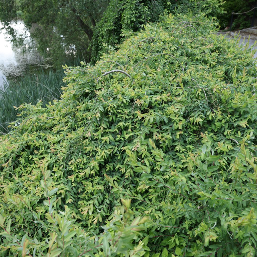Kaartopaju Pendula