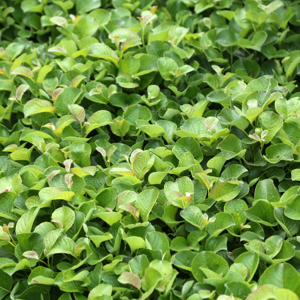 Paju - Salix kurilensis