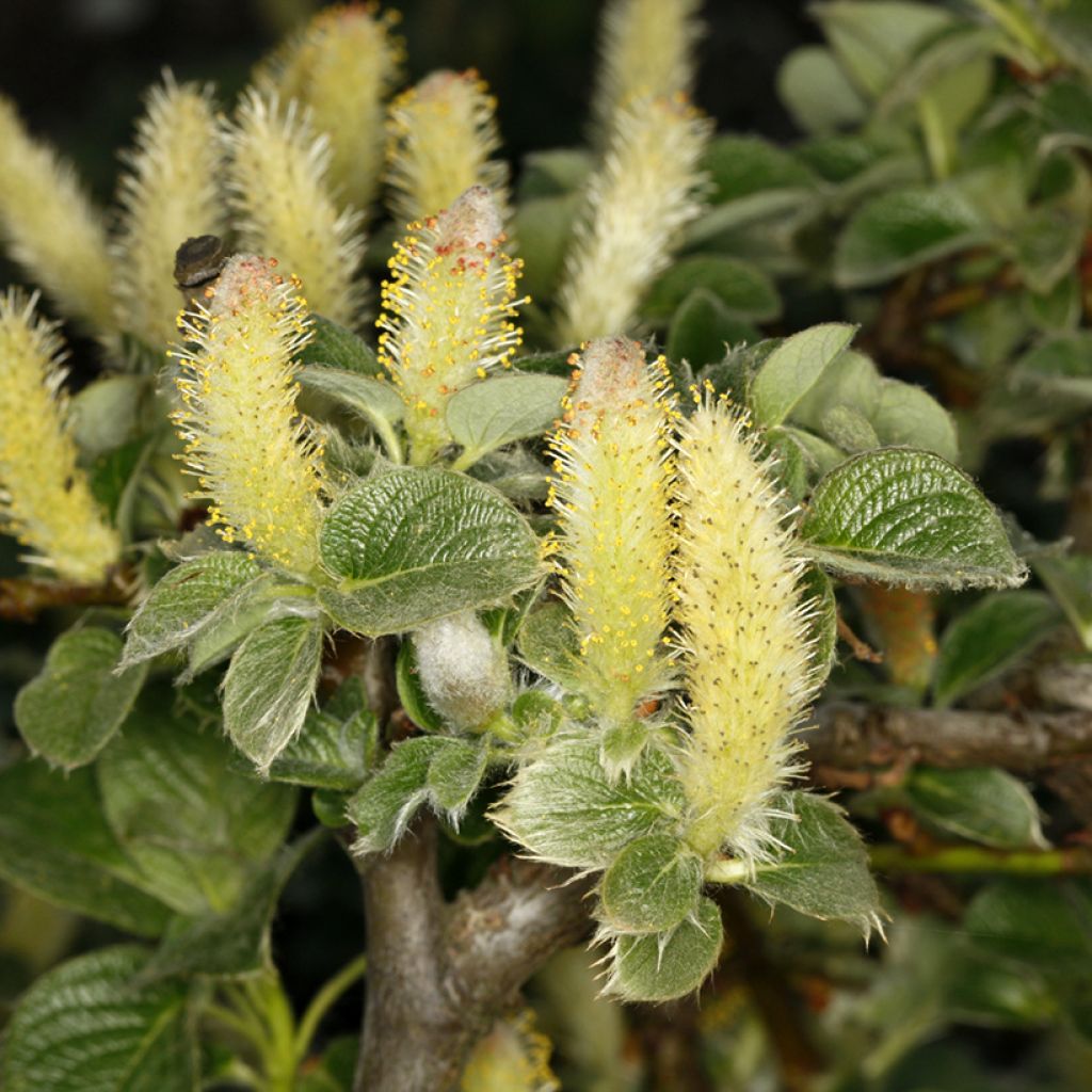 Paju - Salix kurilensis