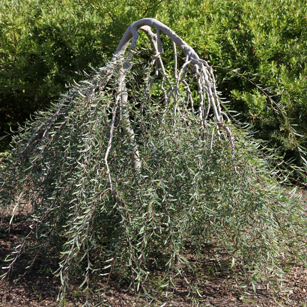 Punapaju Pendula