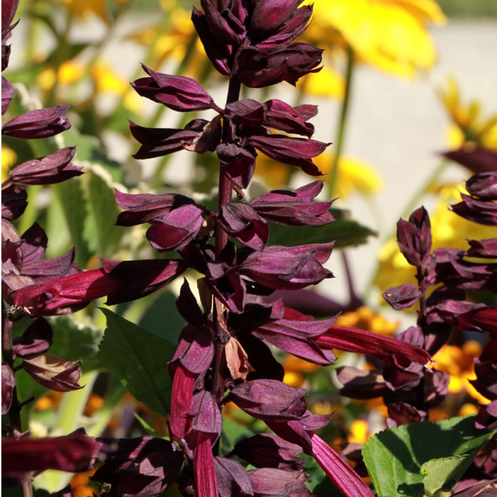 Keijunsalvia Amante
