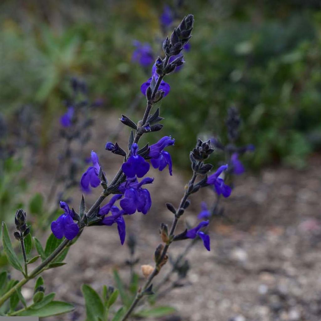 Keijunsalvia Blue Note