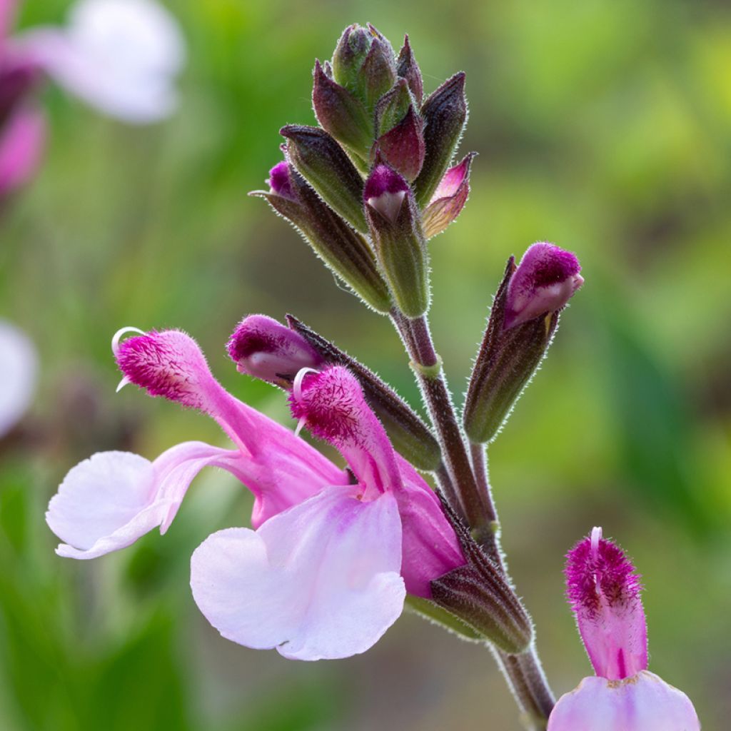 Keijunsalvia Dyson's Joy