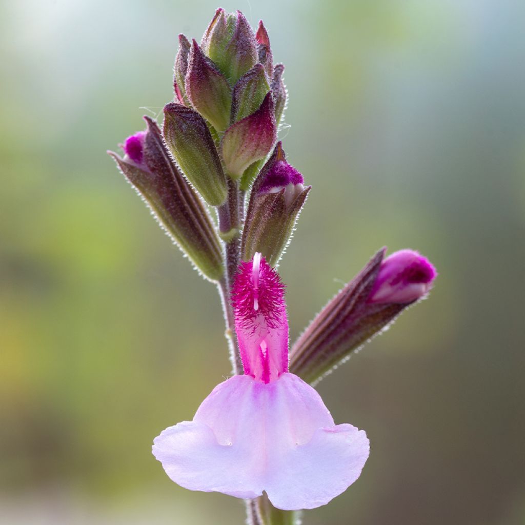Keijunsalvia Dyson's Joy