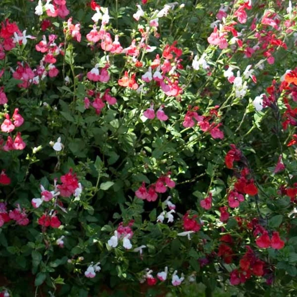 Keijunsalvia Hot Lips