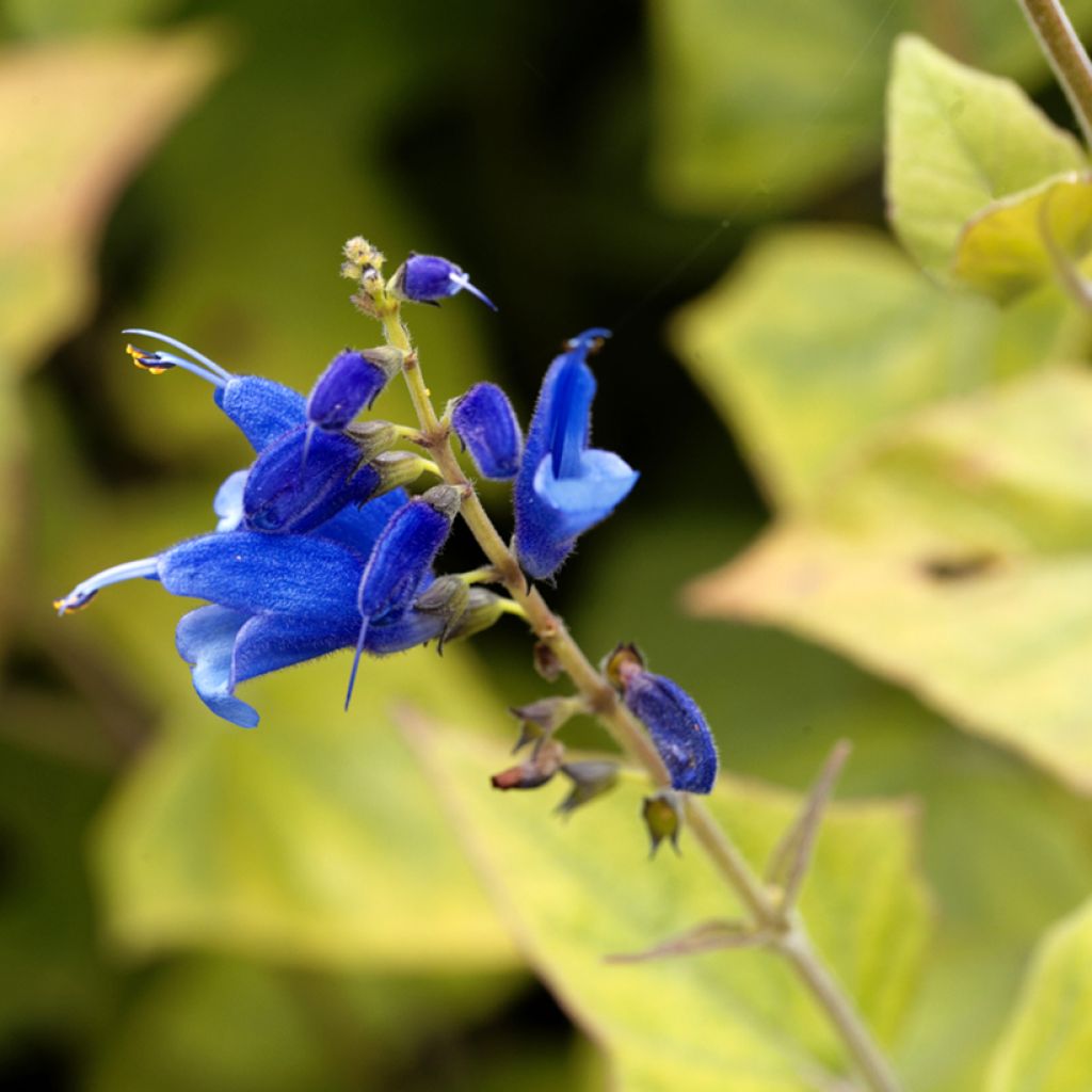 Keijunsalvia - Salvia cacaliifolia