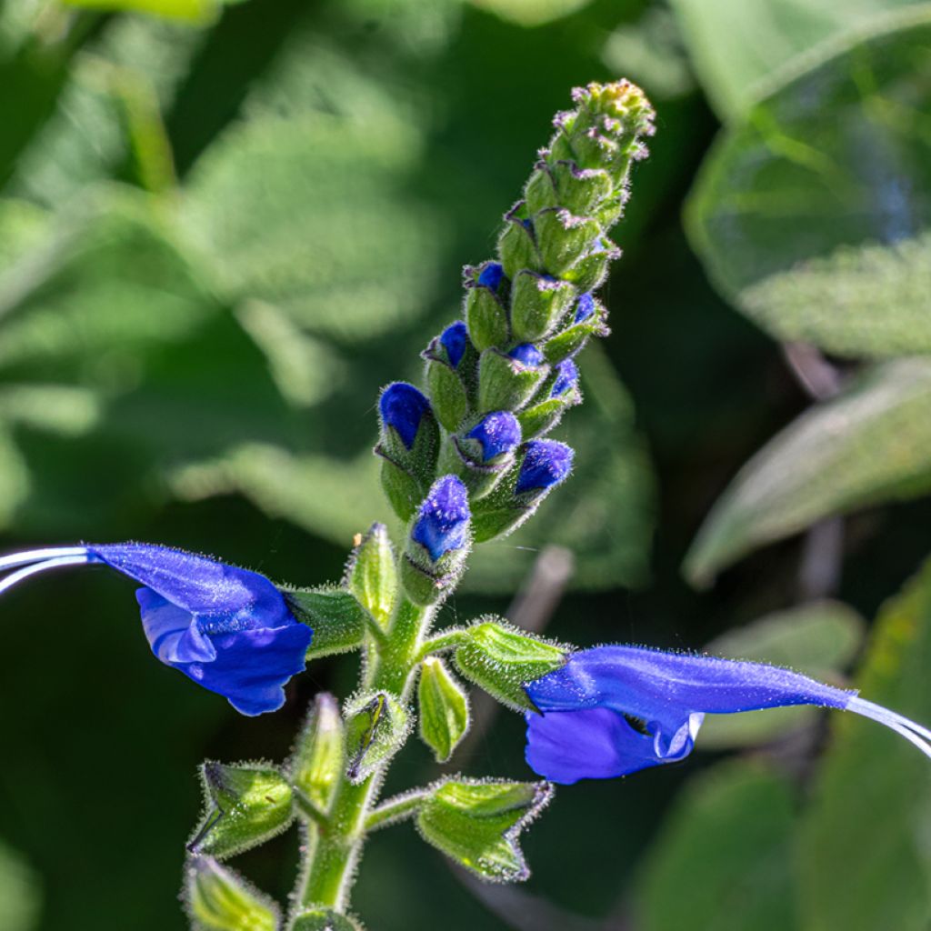 Keijunsalvia - Salvia cacaliifolia