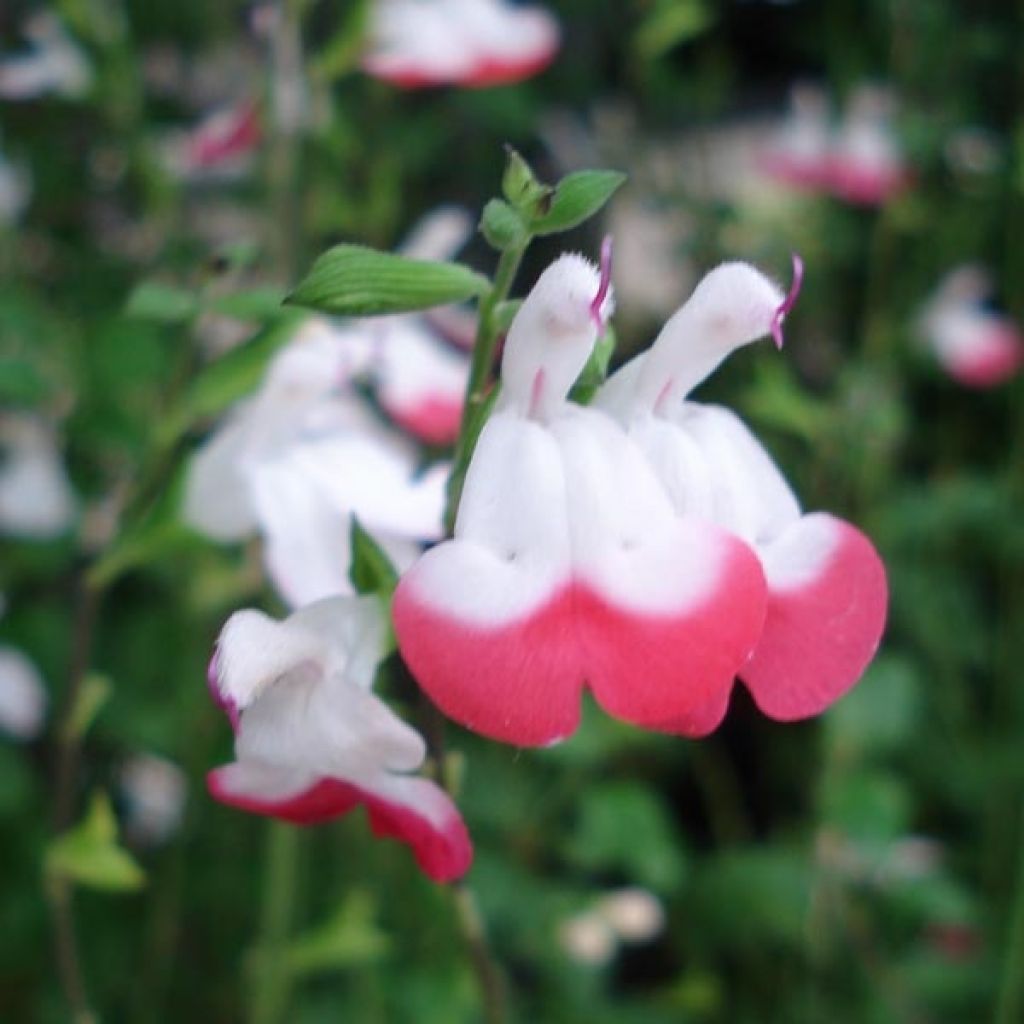 Keijunsalvia Hot Lips