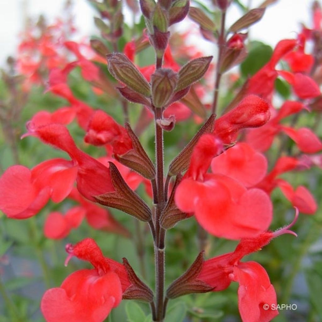 Keijunsalvia Flammenn