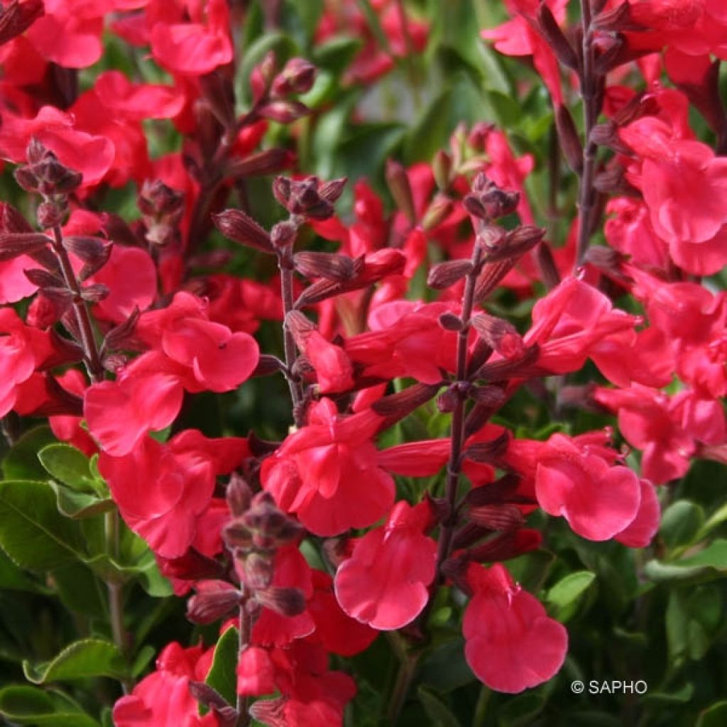 Keijunsalvia Flammenn