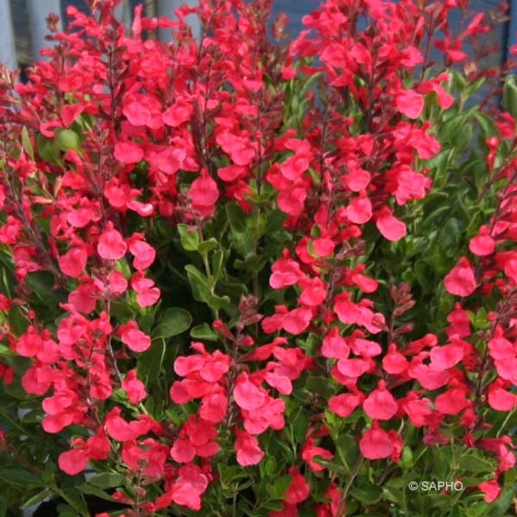 Keijunsalvia Flammenn