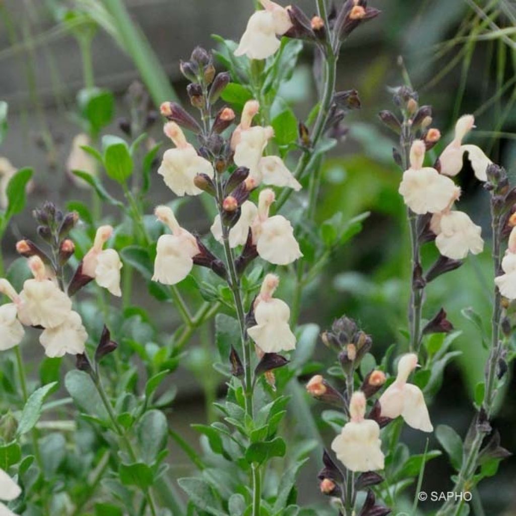 Keijunsalvia Melen