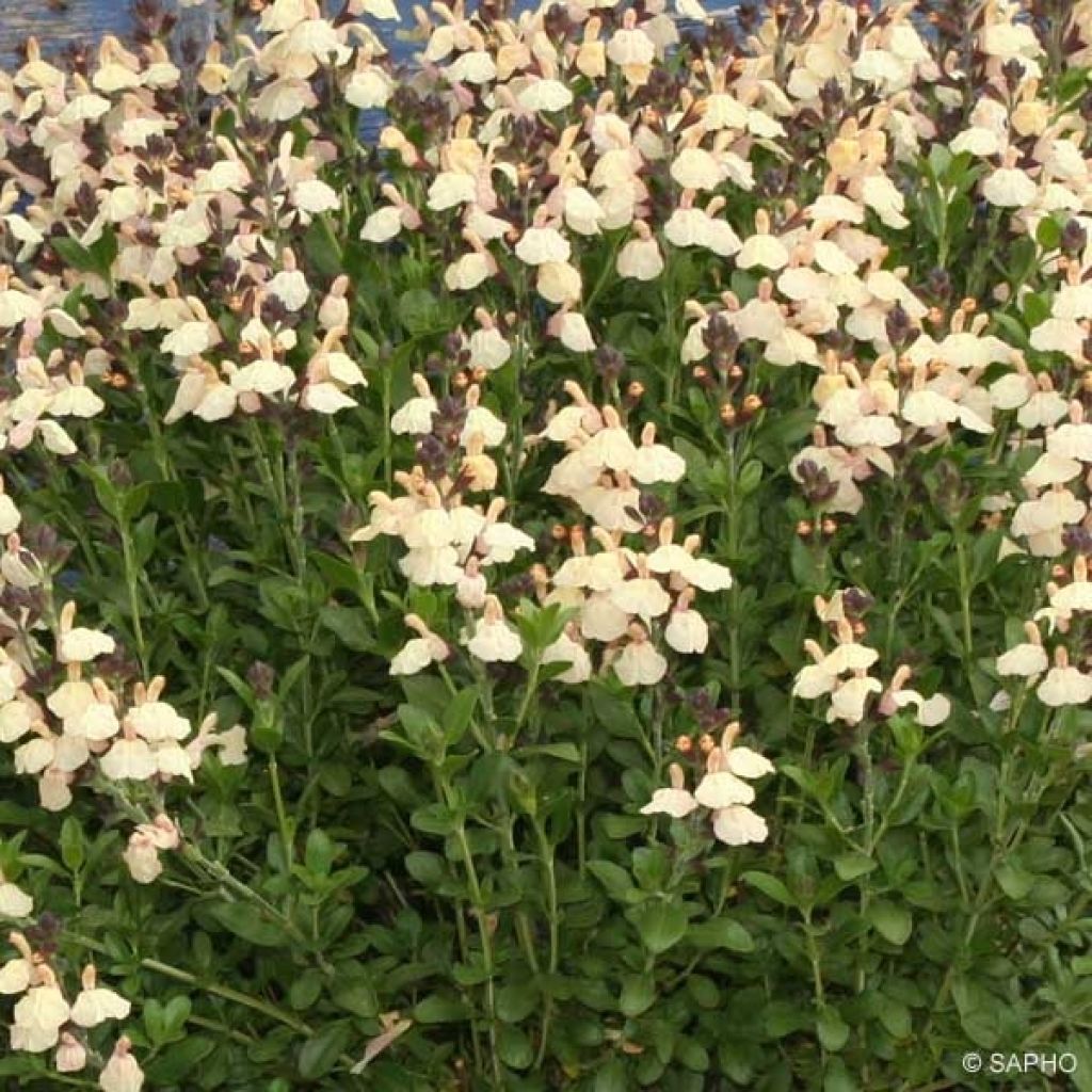 Keijunsalvia Melen