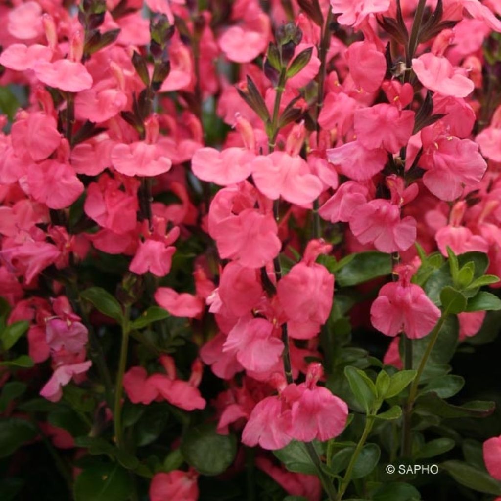 Keijunsalvia Pluenn