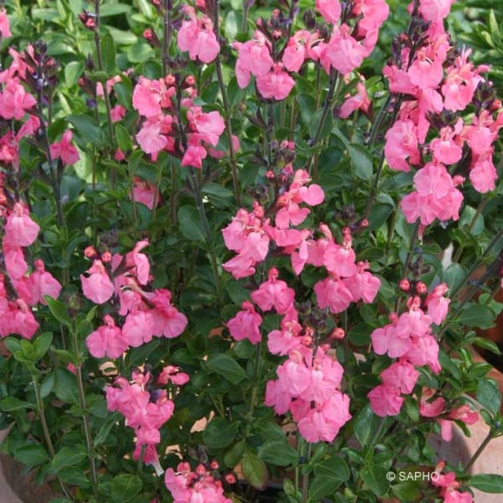 Keijunsalvia Pluenn