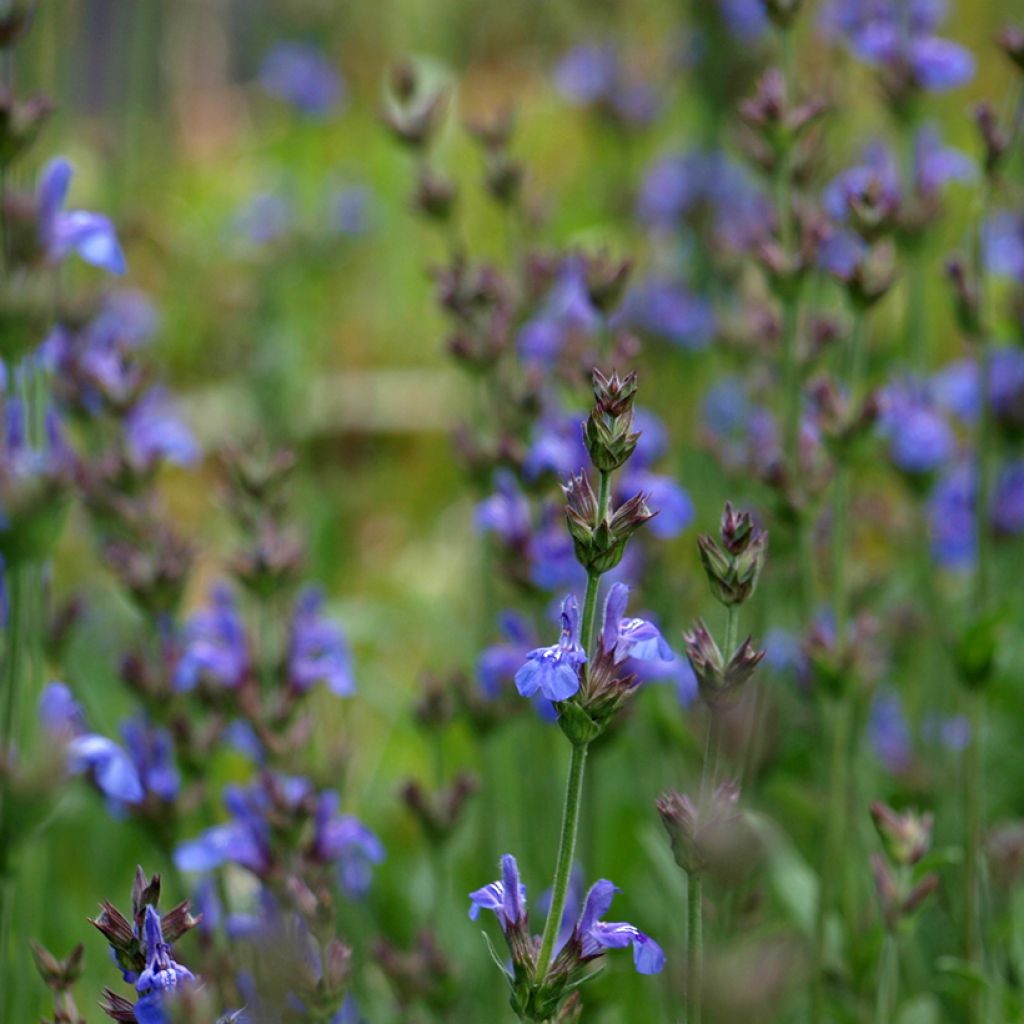 Laventelisalvia - Salvia lavandulifolia