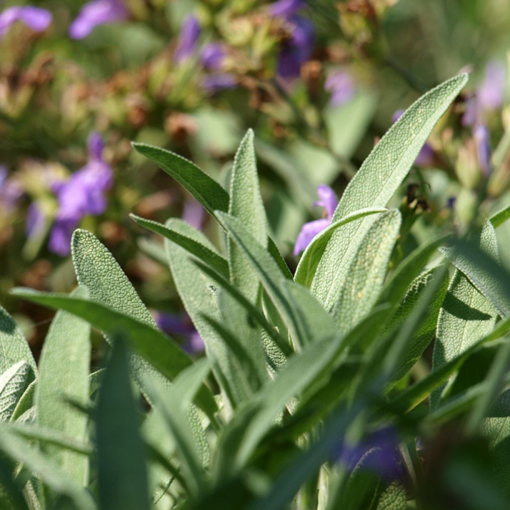Laventelisalvia - Salvia lavandulifolia