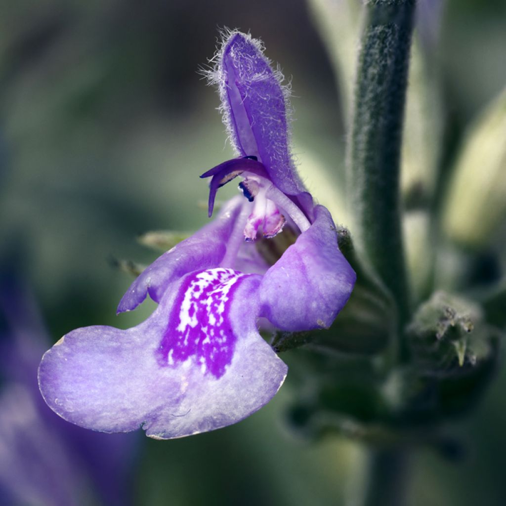 Laventelisalvia - Salvia lavandulifolia