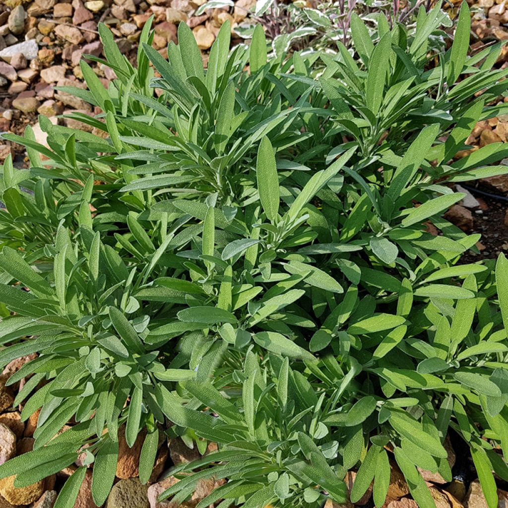 Laventelisalvia - Salvia lavandulifolia