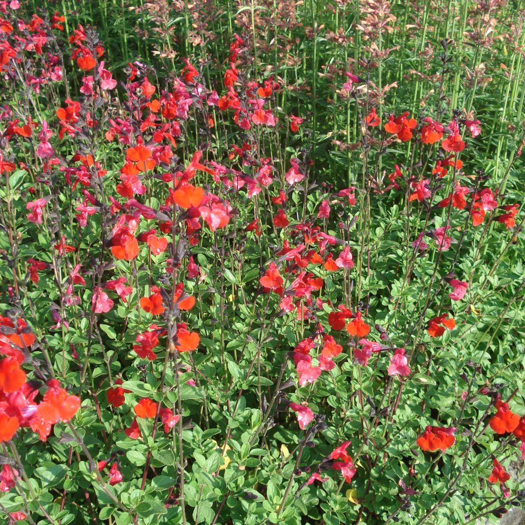 Keijunsalvia Royal Bumble