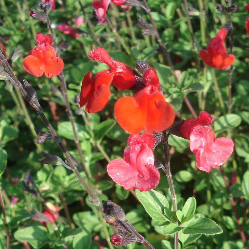 Keijunsalvia Royal Bumble