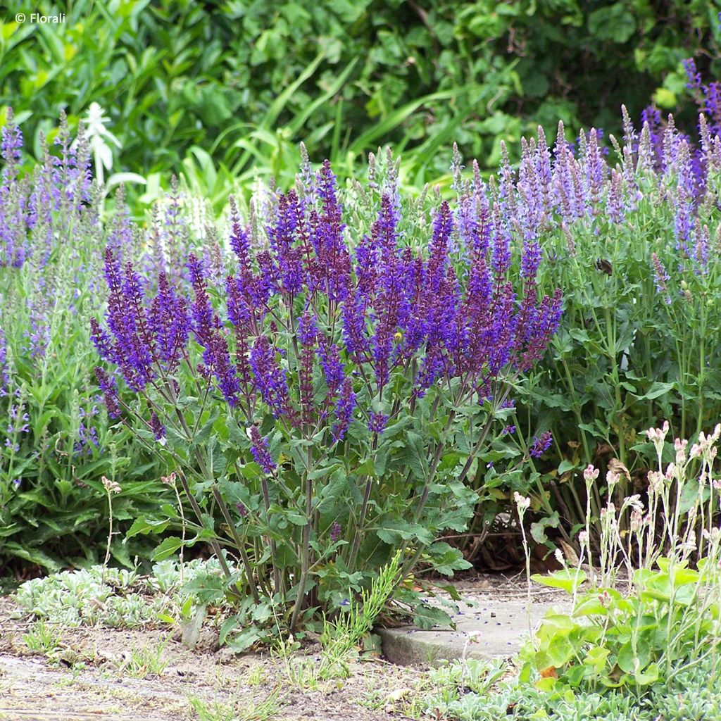Loistosalvia Bazuin Dark Night
