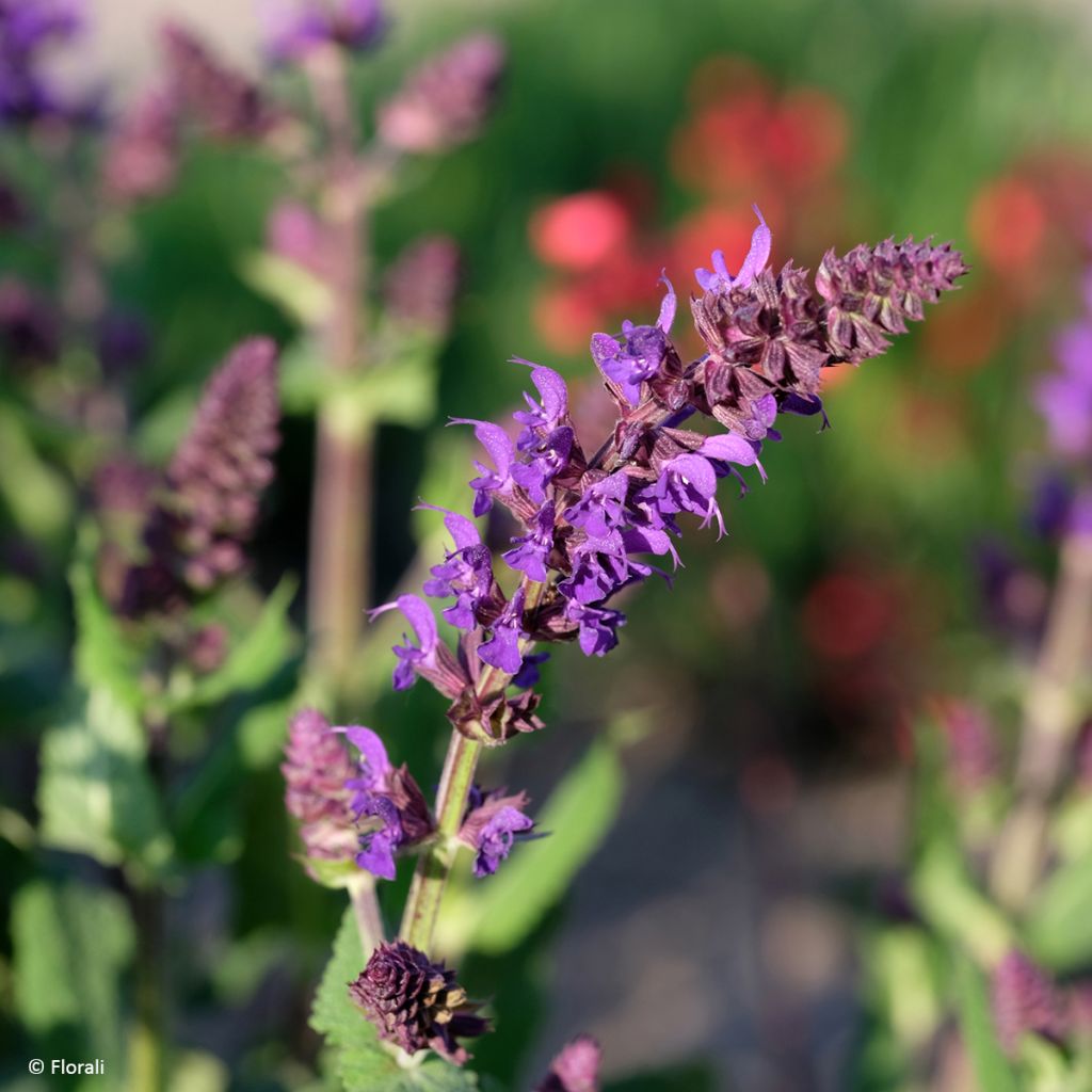 Loistosalvia Bazuin Dark Night