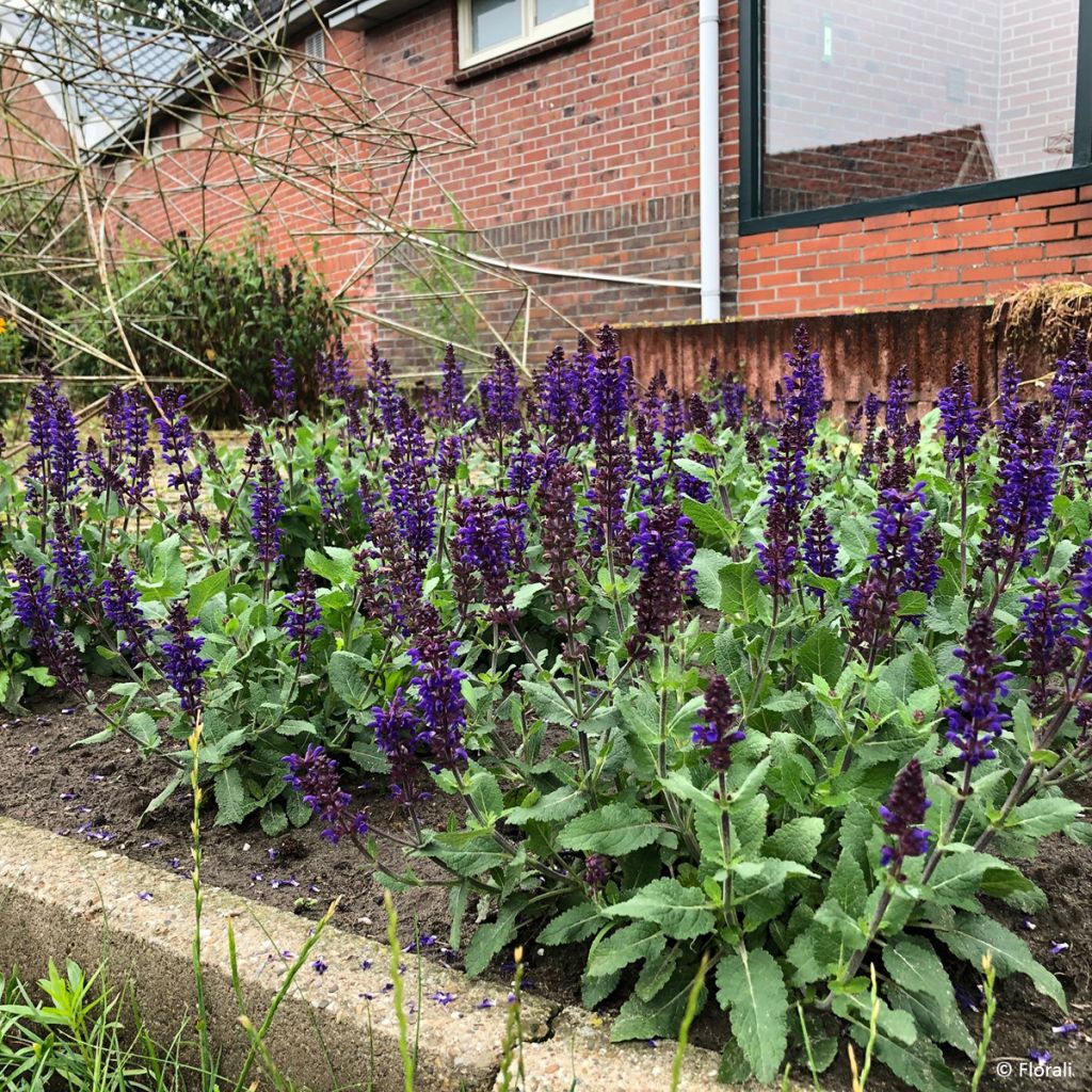 Loistosalvia Bazuin Dark Night
