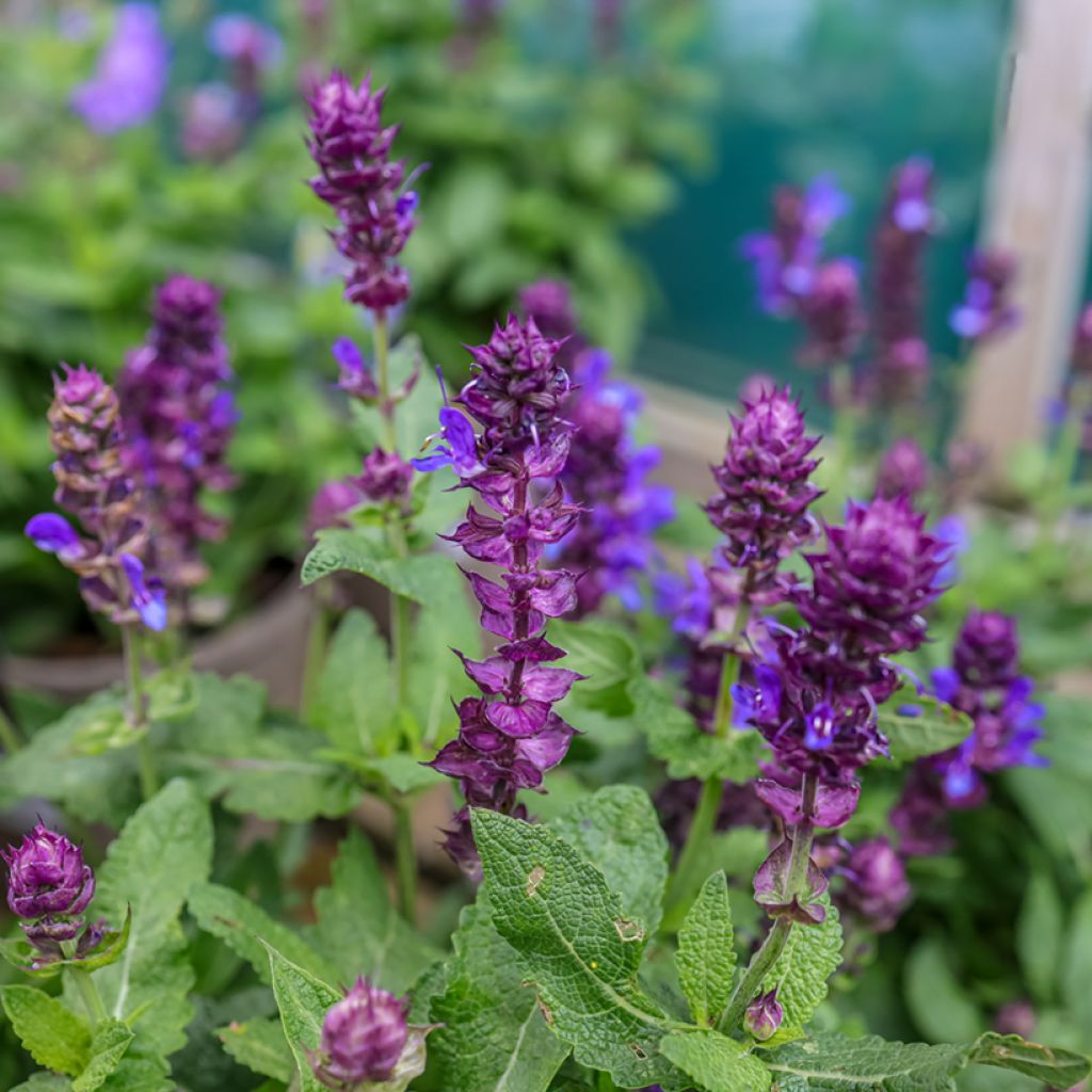 Lehtosalvia Blue Marvel