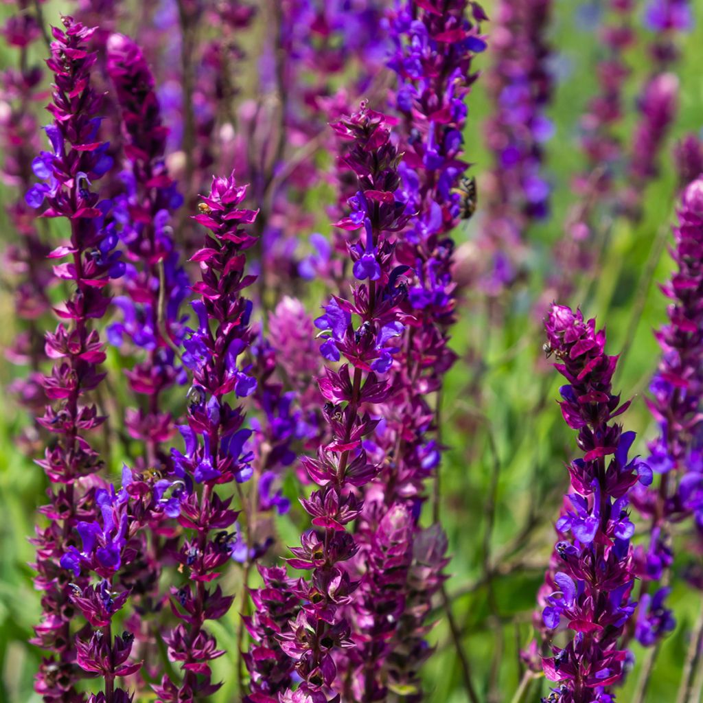 Lehtosalvia Caradonna Compact