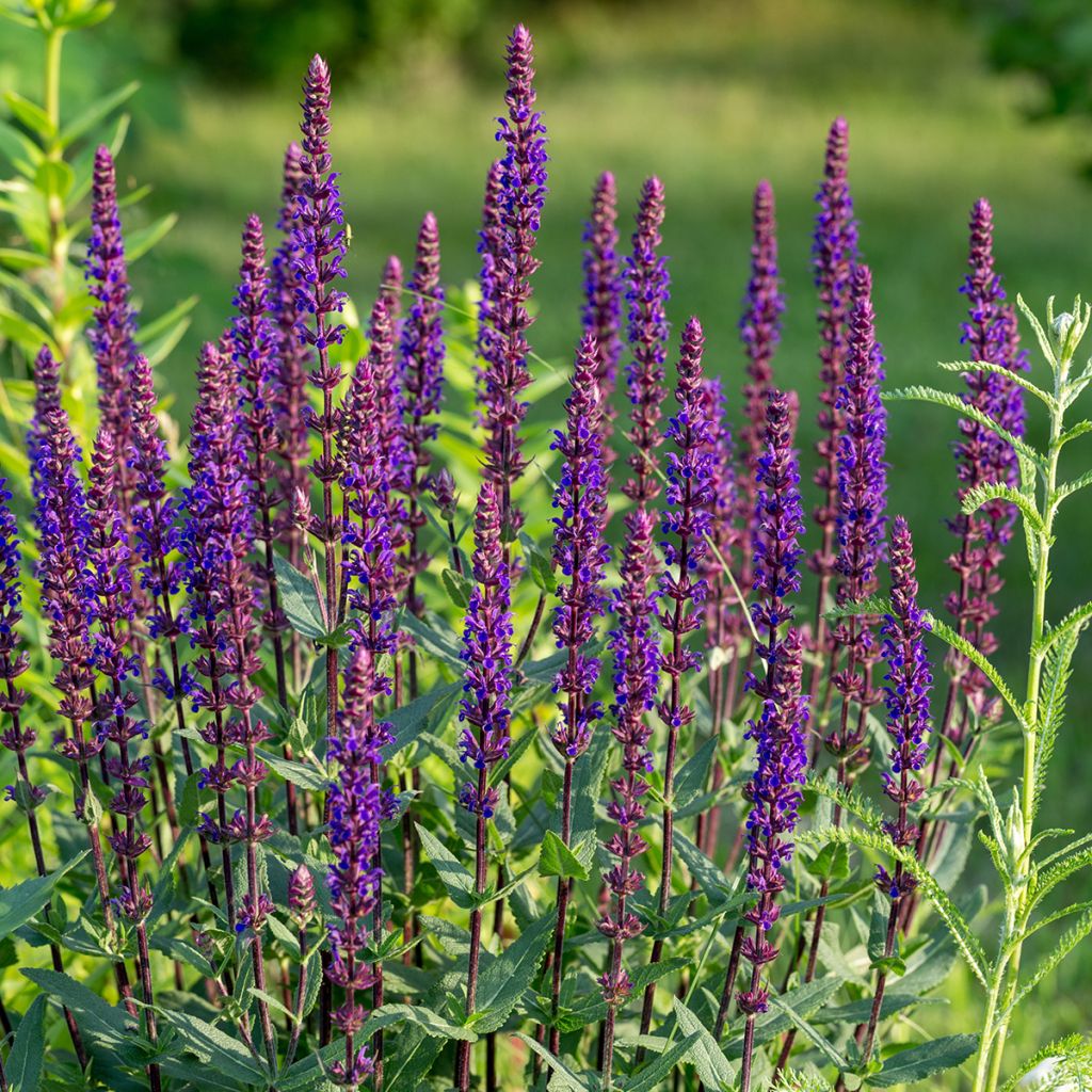 Lehtosalvia Caradonna Compact