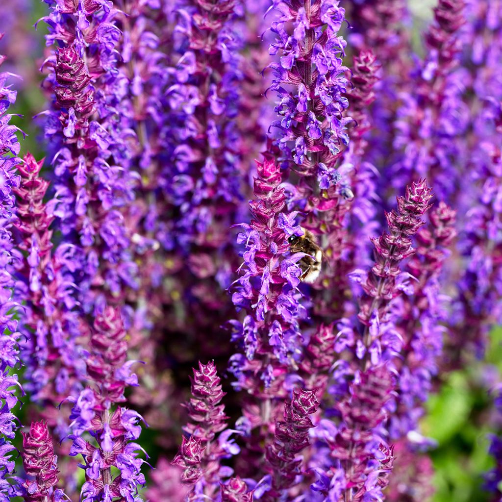 Lehtosalvia Caradonna Compact