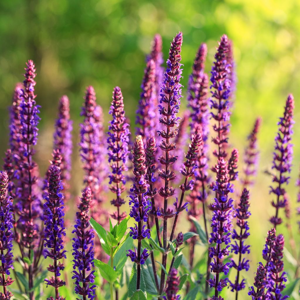 Lehtosalvia Caradonna Compact