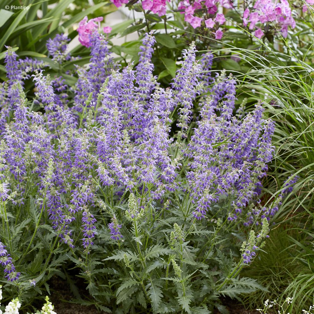 Lehtosalvia Feathers Peacock