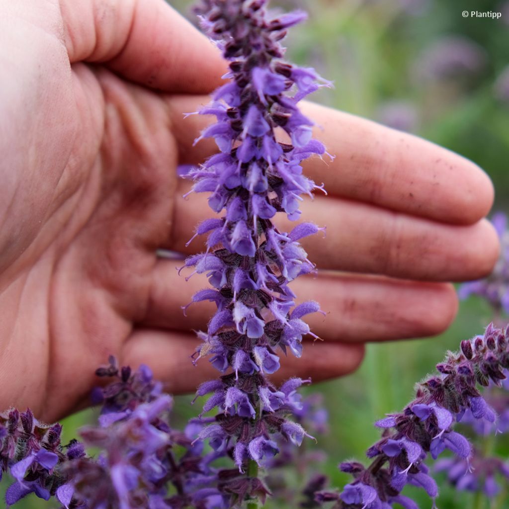 Lehtosalvia Feathers Peacock