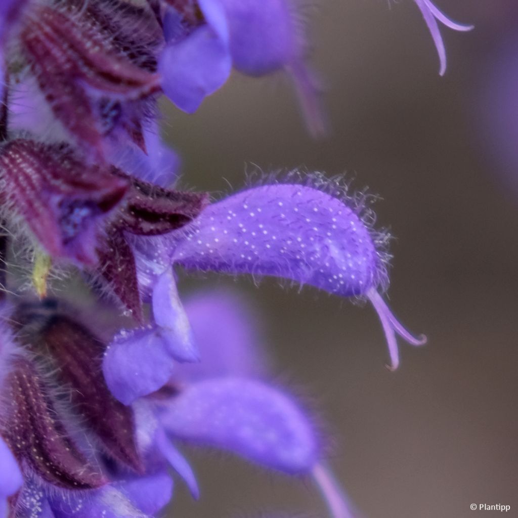 Lehtosalvia Feathers Peacock
