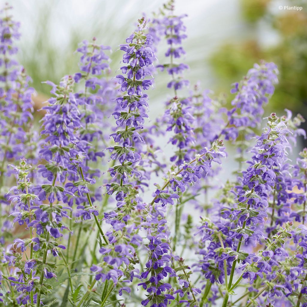 Lehtosalvia Feathers Peacock