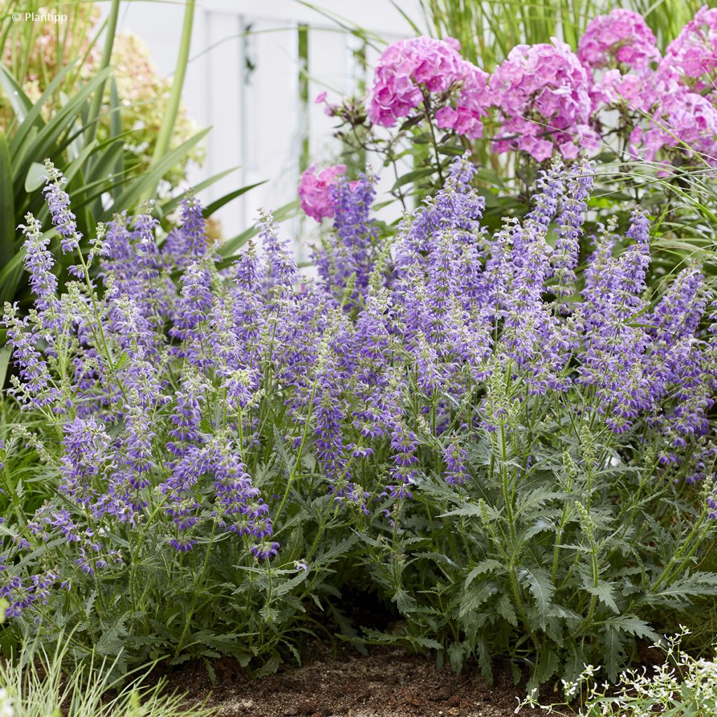 Lehtosalvia Feathers Peacock