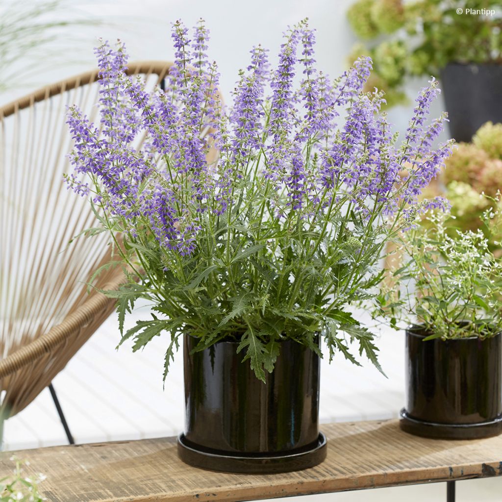 Lehtosalvia Feathers Peacock