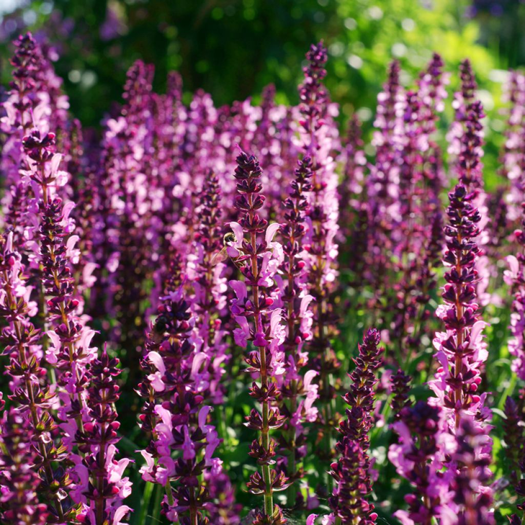 Loistosalvia Lyrical Rose
