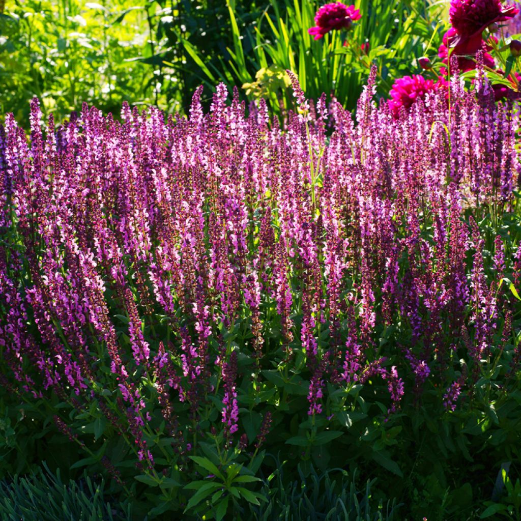 Loistosalvia Lyrical Rose