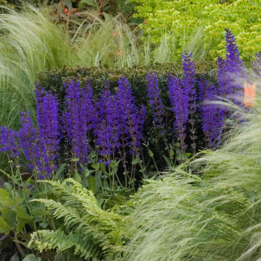 Lehtosalvia Mainacht